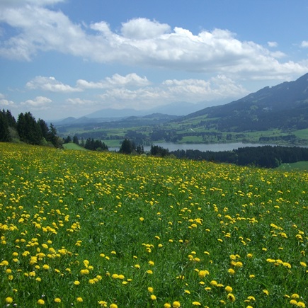 Beim Schneiderhof - Erlebe das Allgäu