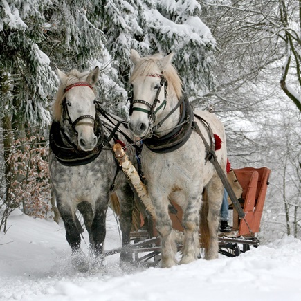 Beim Schneiderhof - Erlebe das Allgäu
