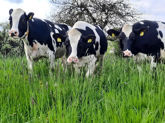 Beim Schneiderhof - Erlebe das Allgäu